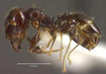 Media type: image;   Entomology 34404 Aspect: habitus lateral view